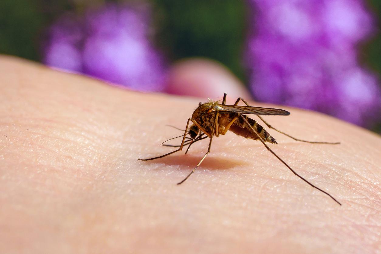Virus du Nil occidental au Maroc : ce qu'il faut savoir sur cette infection transmise par les moustiques